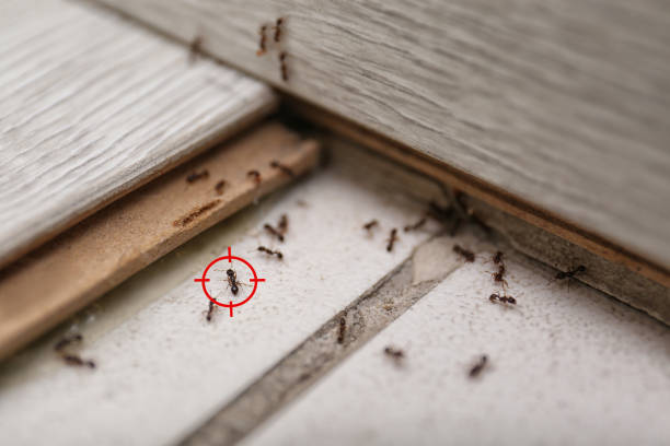 Best Pest Prevention Services  in Wallace, FL